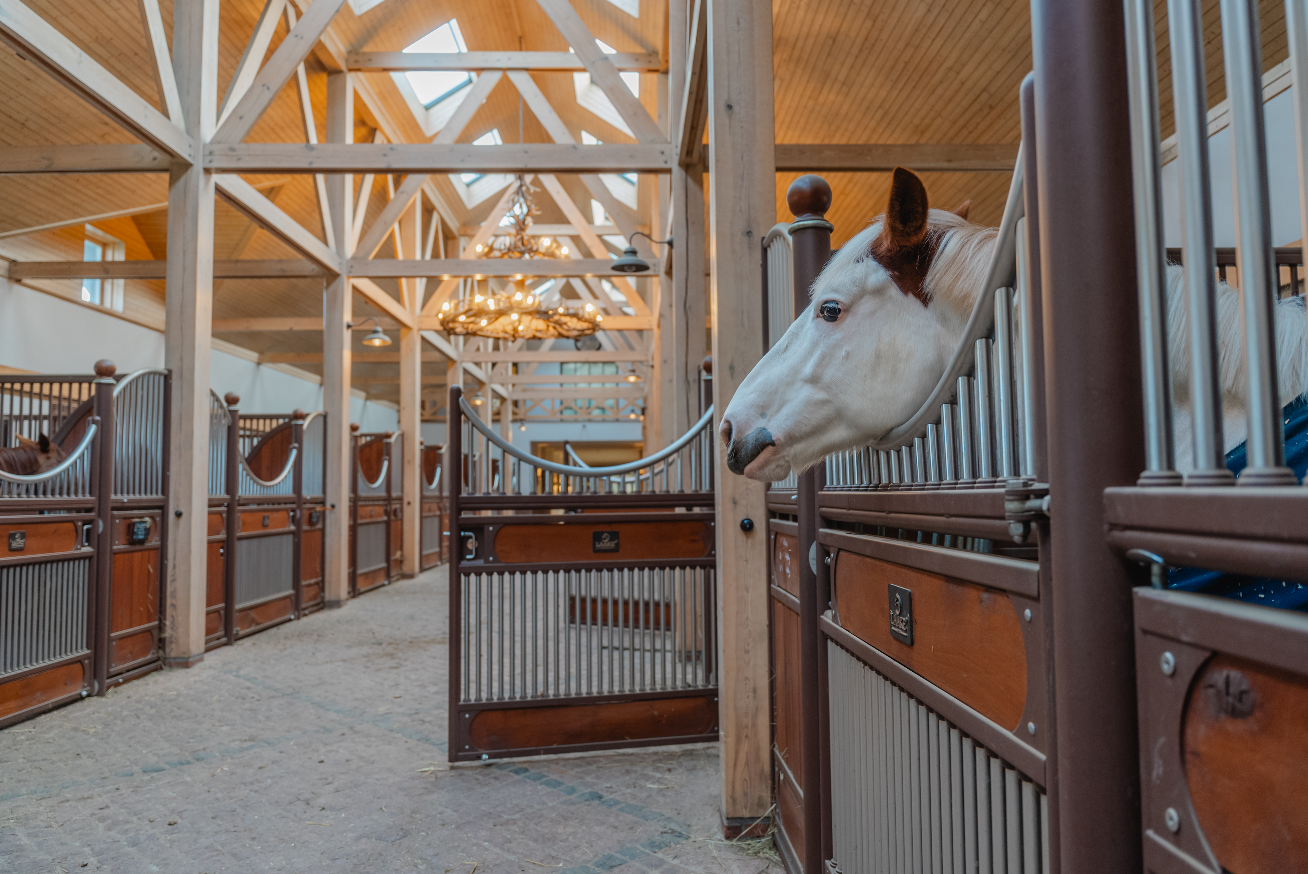 Banguotų lakštų nauda žirgynams