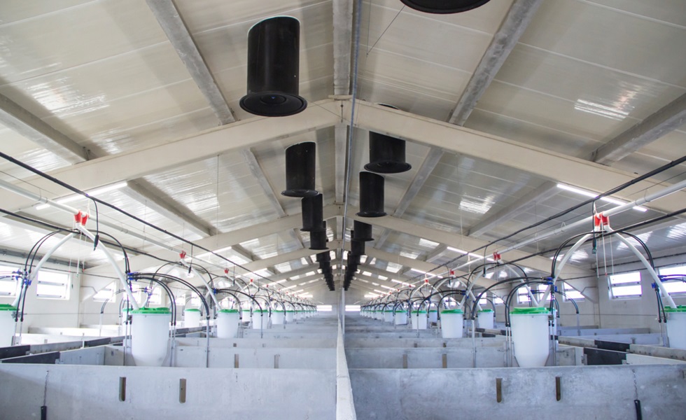 Agricultura para uma produção de suínos rentável e sustentável.