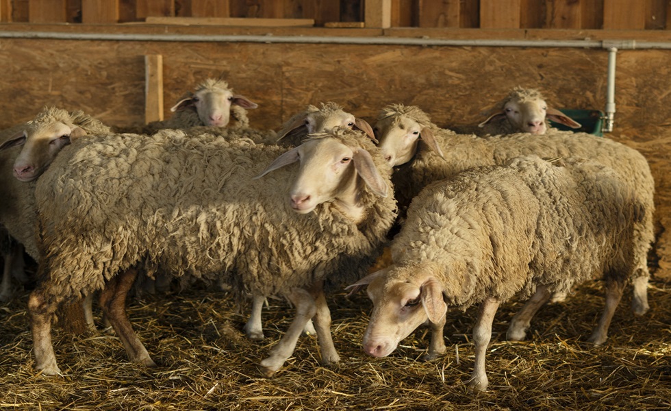 Deben aplicarse medidas estrictas de limpieza y desinsectación periódicas en las instalaciones.
