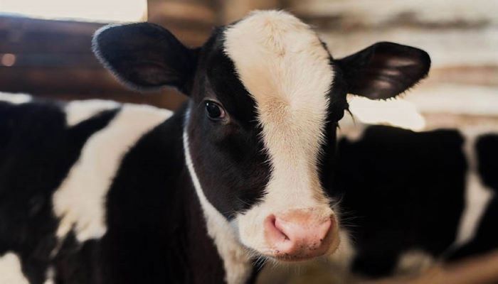 Améliorer le bien-être des animaux en optimisant les étables 