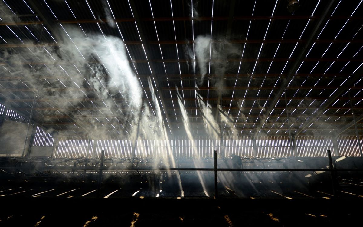 Hoe vermijd je hittestress onder een golfplaten dak?