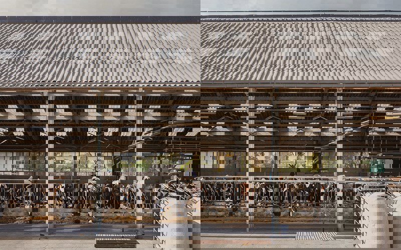 Hoe vermijd je hittestress onder een golfplaten dak?