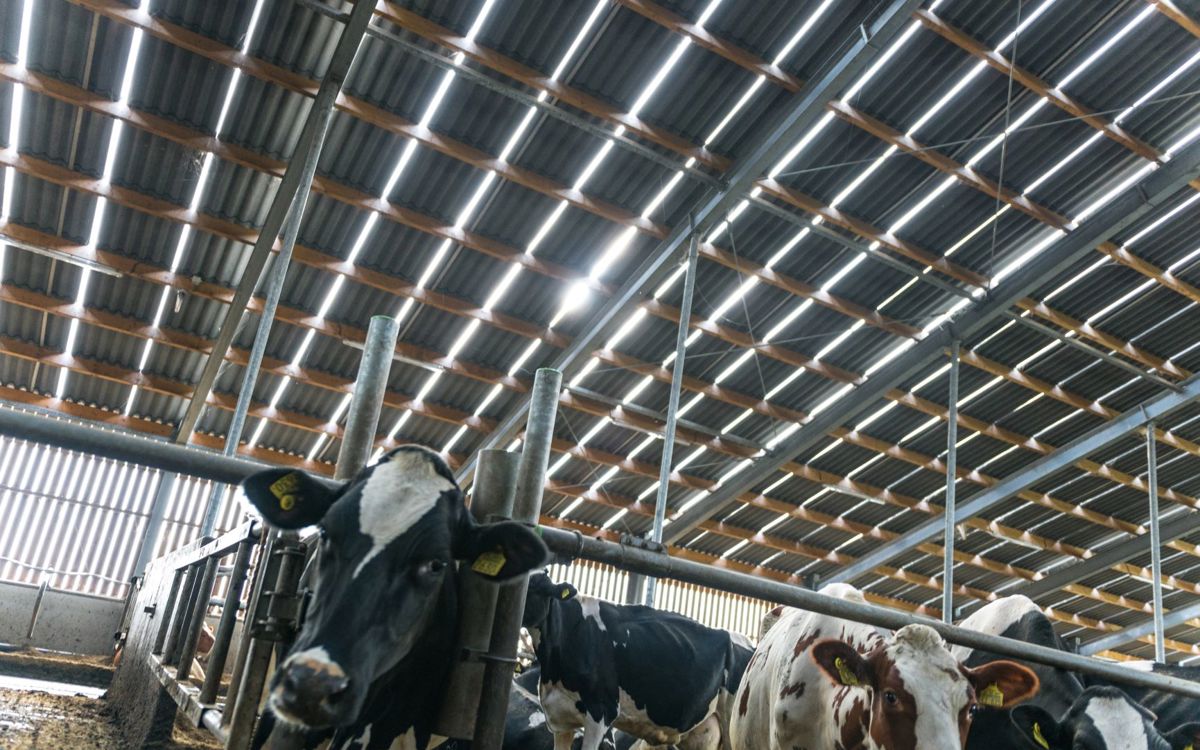 Hoe vermijd je hittestress onder een golfplaten dak?