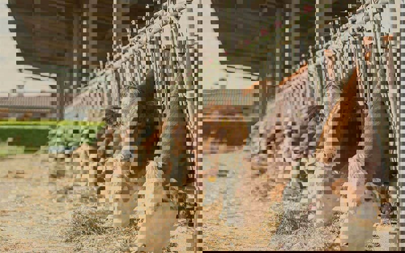 Hoe vermijd je hittestress onder een golfplaten dak?