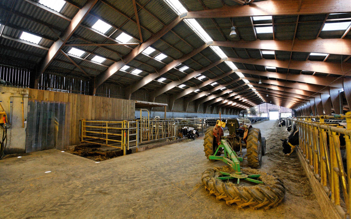 L'environnement optimal de l’étable pour garder vos vaches en bonne santé