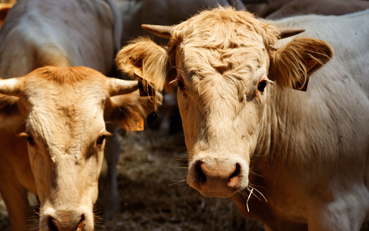 L'environnement optimal de l’étable pour garder vos vaches en bonne santé