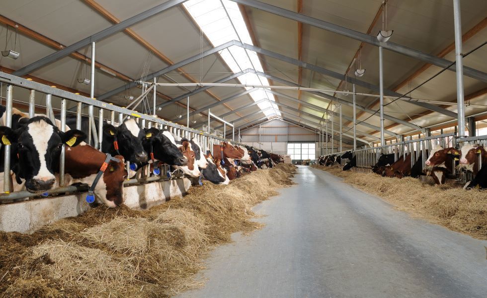 Altijd gezonde koeien in de ideale omgeving voor rund- en melkvee