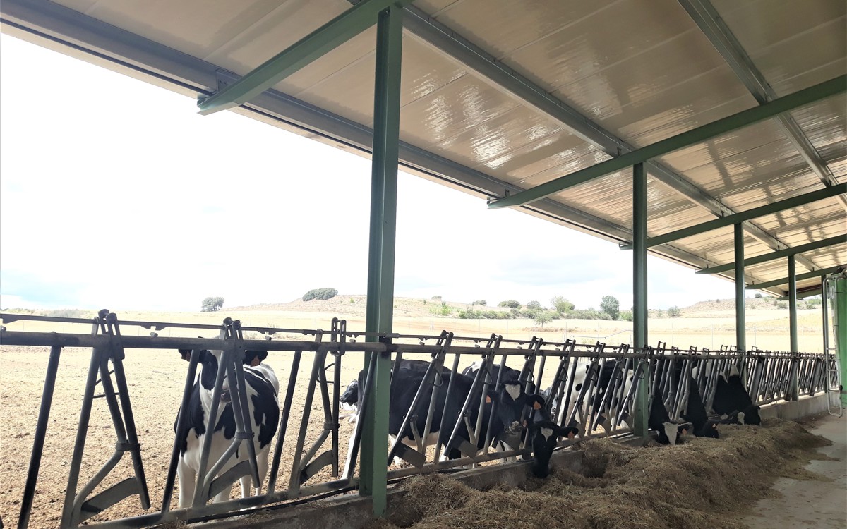 ¿Qué es el Bienestar Animal?