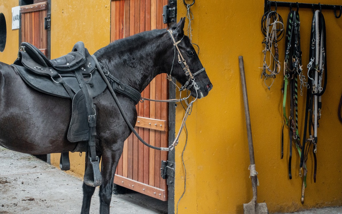 Caballos, instalaciones y bioseguridad