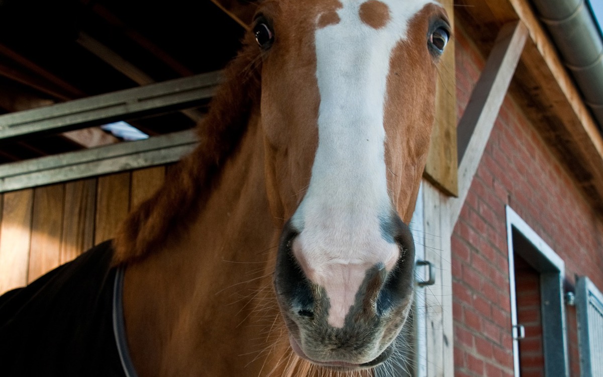 Caballos, instalaciones y bioseguridad