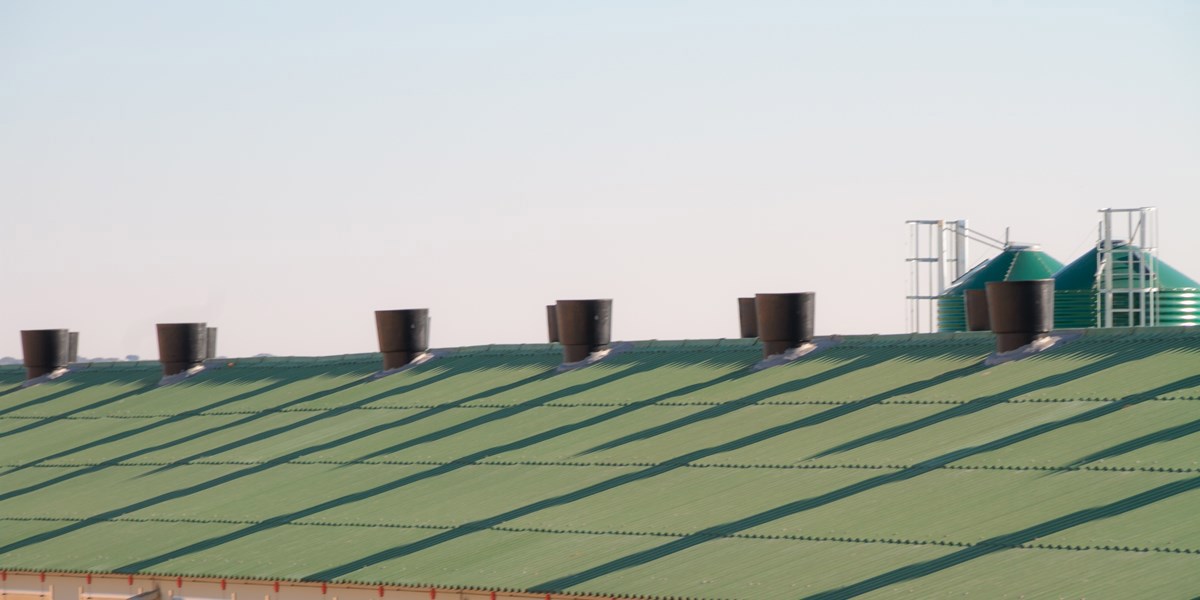 ¿Qué está pasando con el precio de la carne?