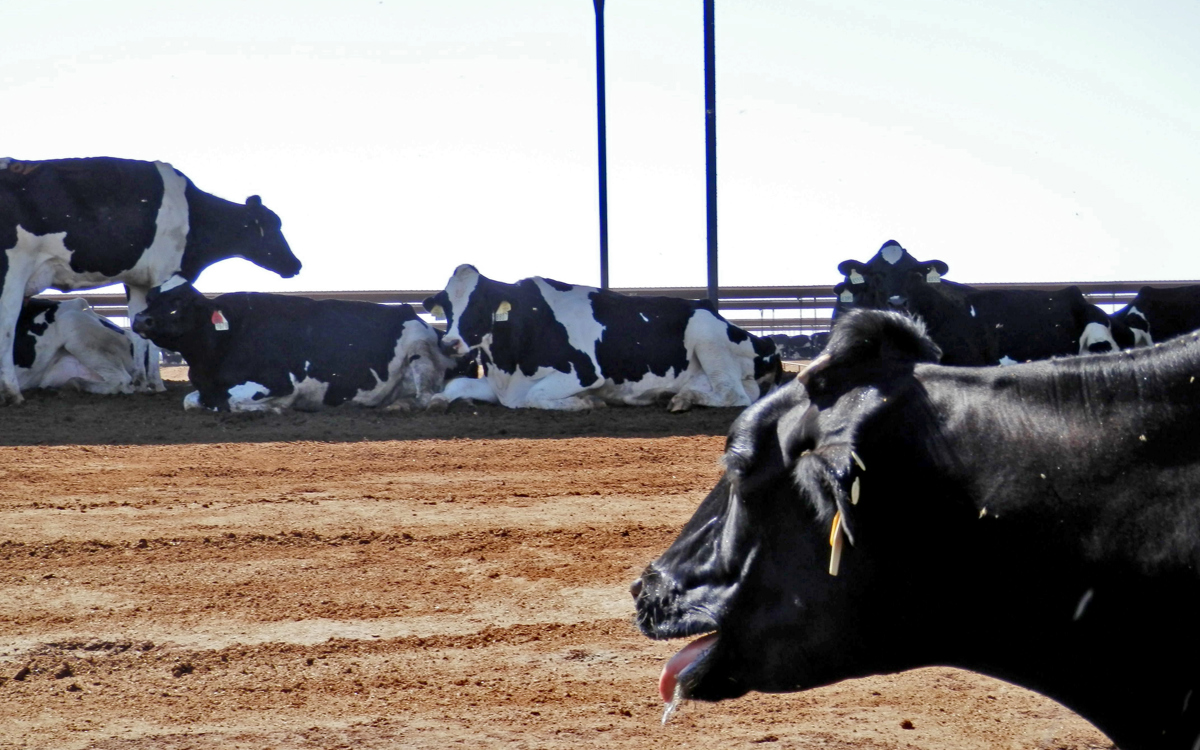Enfriamiento eficiente de vacas lecheras en condiciones de calor (I). Reconocimiento del estrés por calor