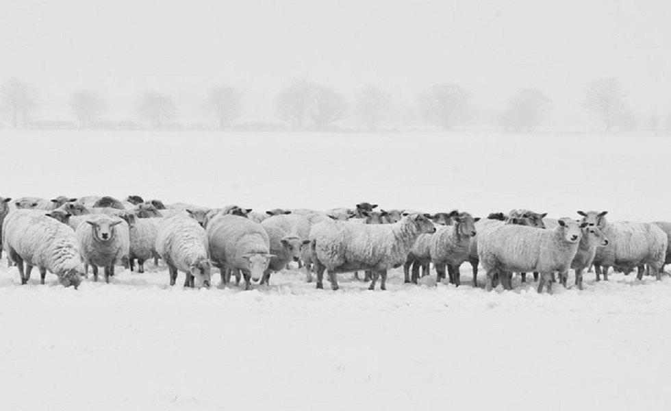 Hay que proteger a los animales de los fenómenos más extremos