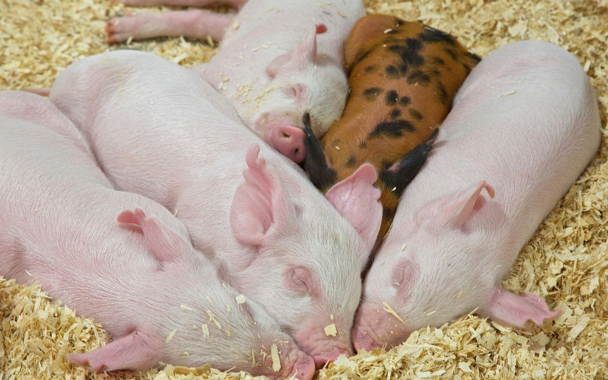 Bienestar animal y salud: por un uso racional de los recursos