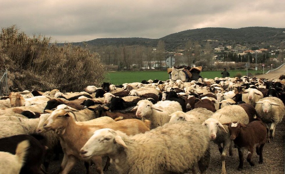 Unas instalaciones bien diseñadas contribuyen a un mejor rendimiento de los animales.