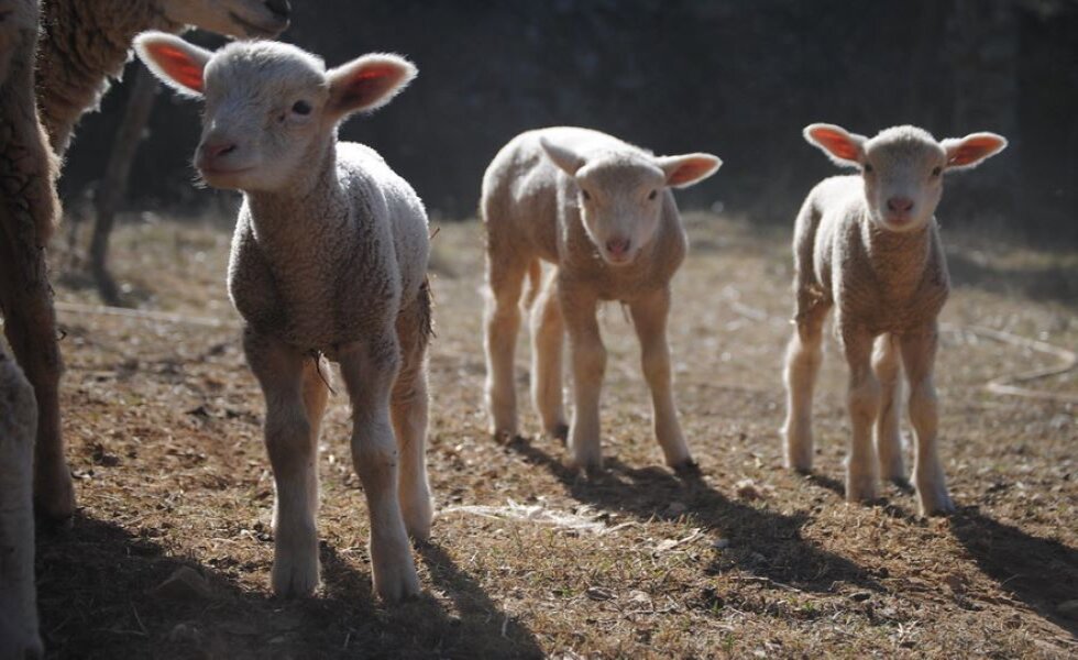 Los corderos en sus primeros días son la parte más vulnerable.