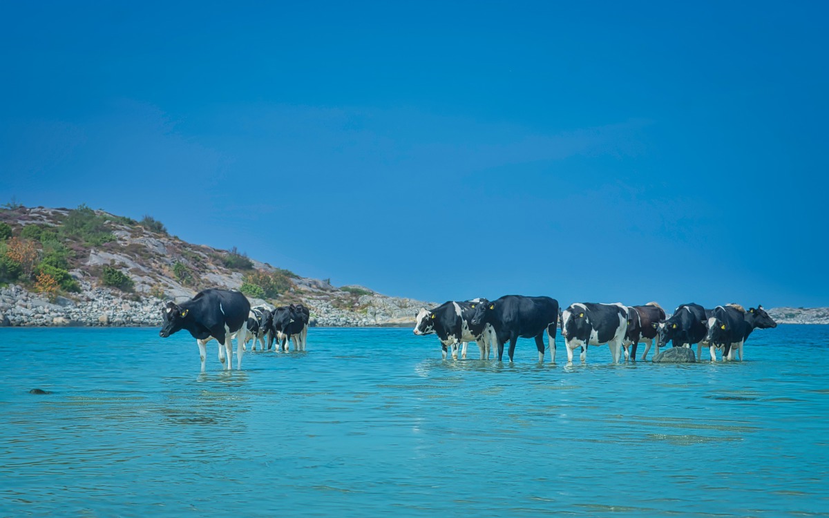 Estrés térmico en vacuno de leche