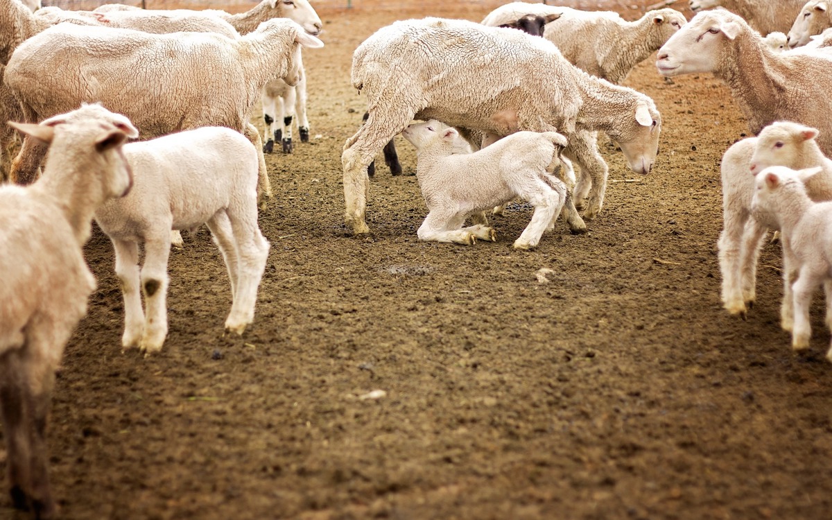 Bienestar Animal en el ovino de leche de alta producción
