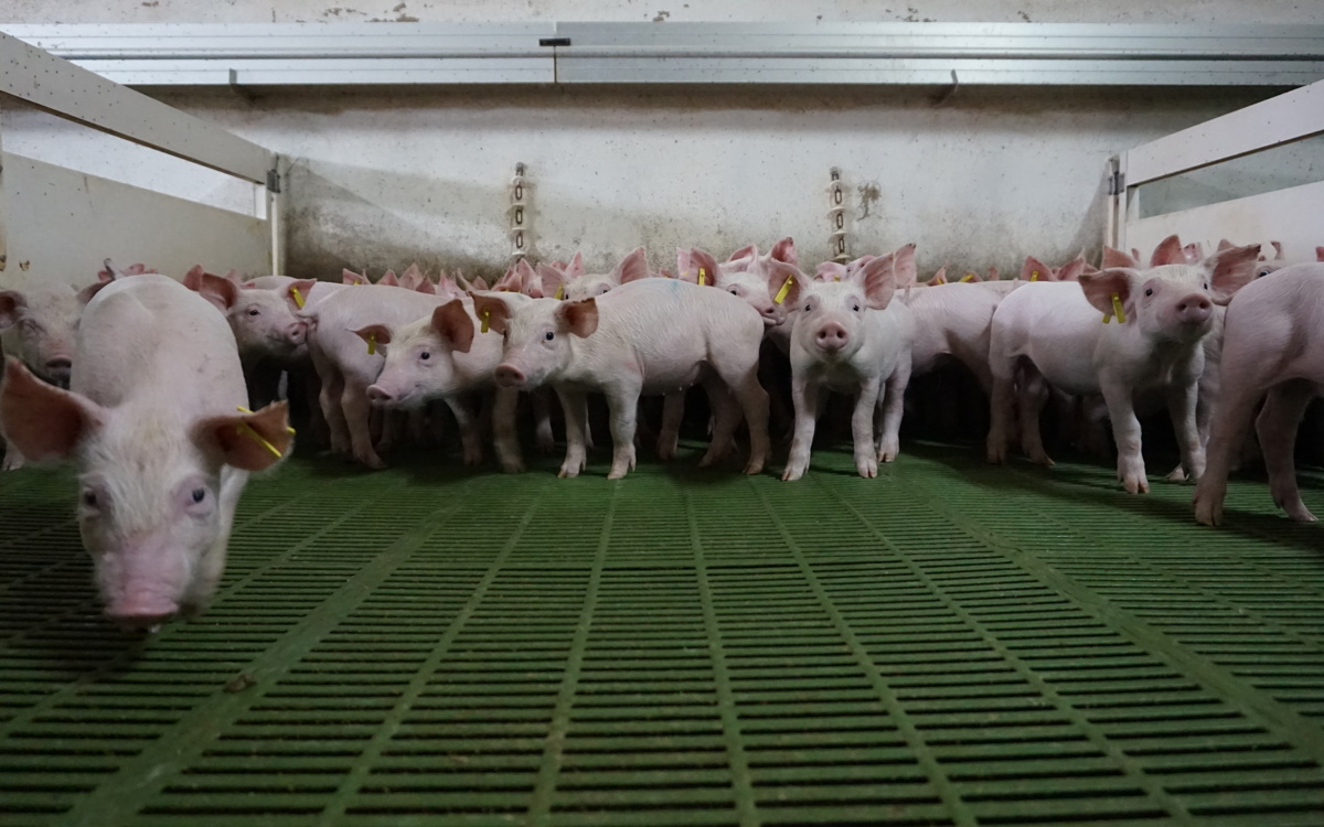 Retos en la granja porcina para el control de la bioseguridad