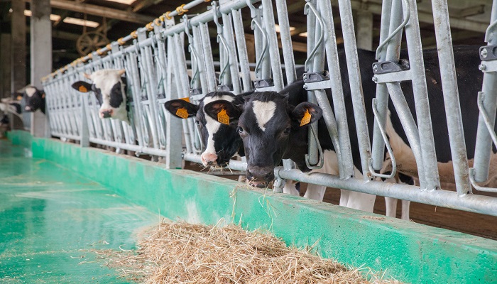 Instalaciones y salud en el ganado vacuno
