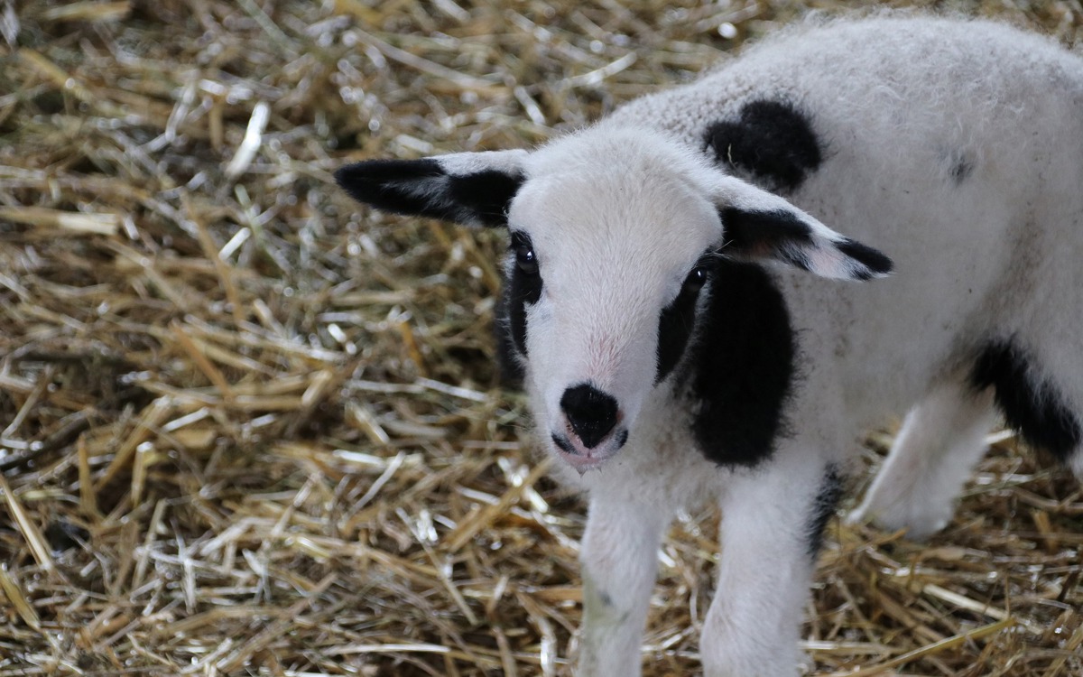 Sanidad ambiental e instalaciones en ganado ovino