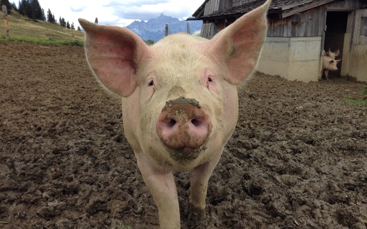 5 aspectos clave en la construcción de naves ganaderas porcinas