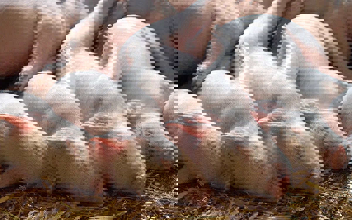 5 aspectos clave en la construcción de naves ganaderas porcinas