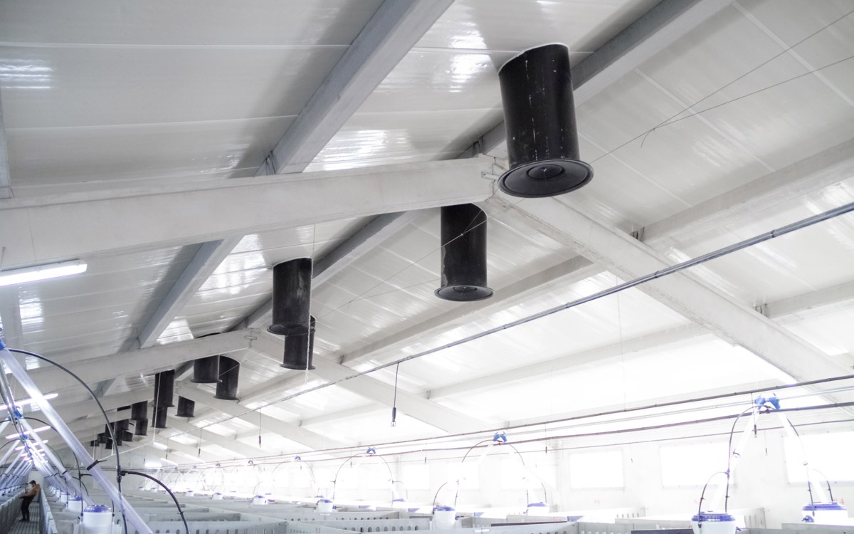 Retos en la granja porcina para el control de la bioseguridad