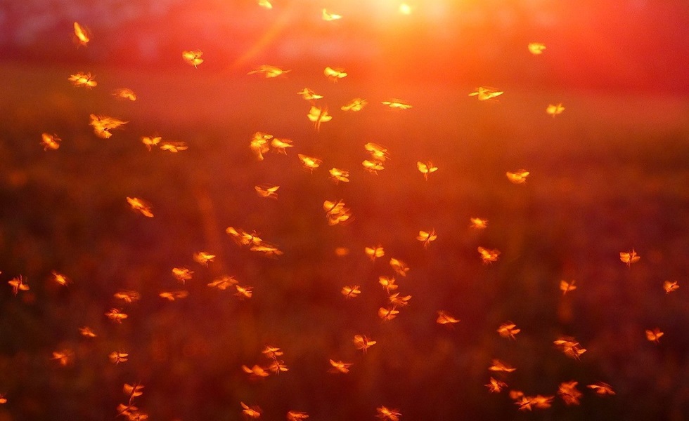 Los mosquitos aprovechan los pequeños charcos y zonas húmedas para depositar sus huevos.