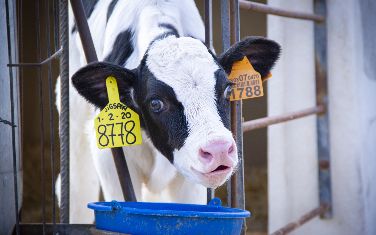 ¿Qué es el Bienestar Animal?