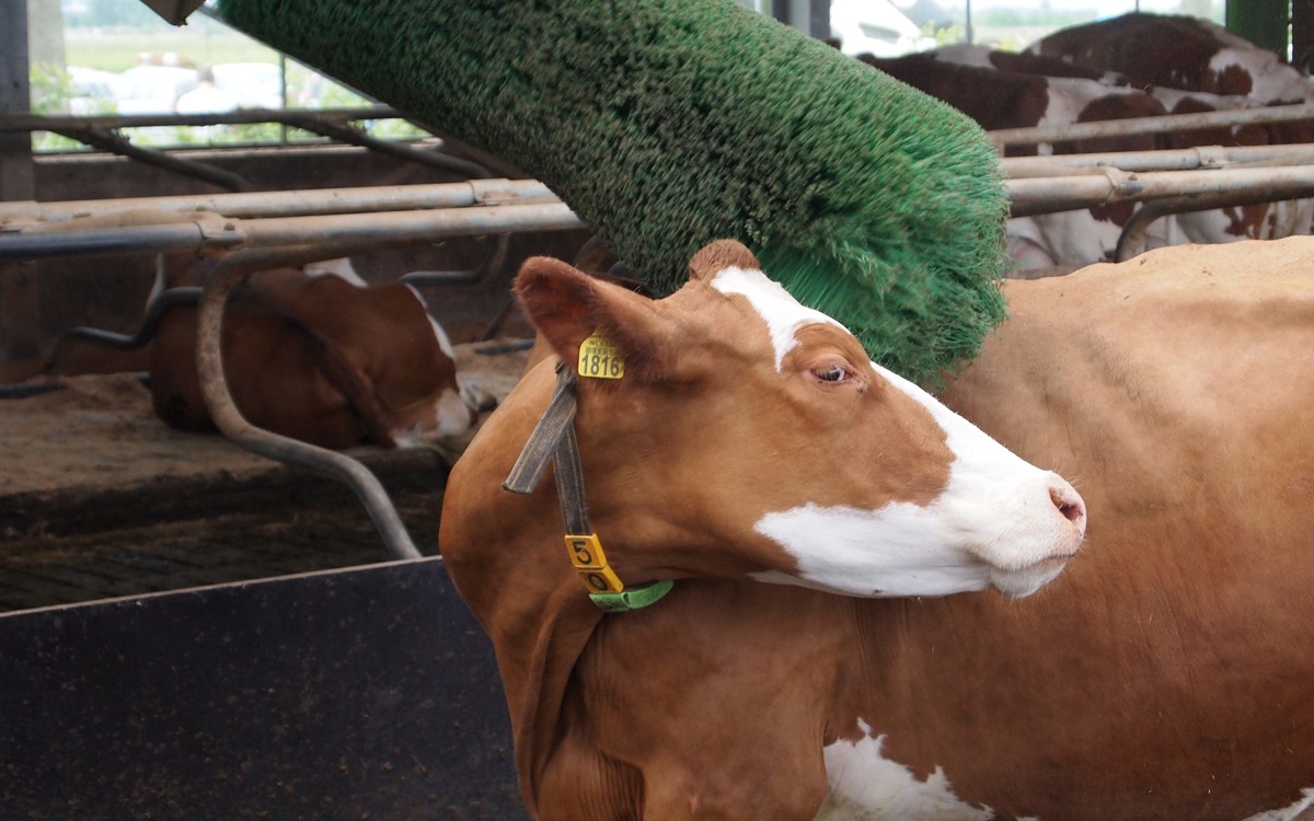 Cow Comfort. Bases de los alojamientos