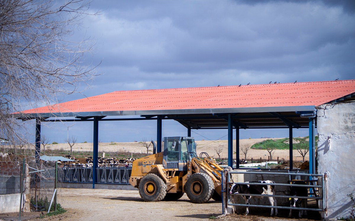 Cómo prevenir los efectos de las altas temperaturas en el vacuno de leche