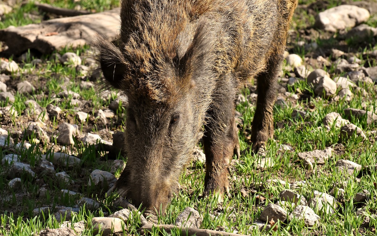 Construcción de naves ganaderas y peste porcina africana: ¿qué debemos tener en cuenta?