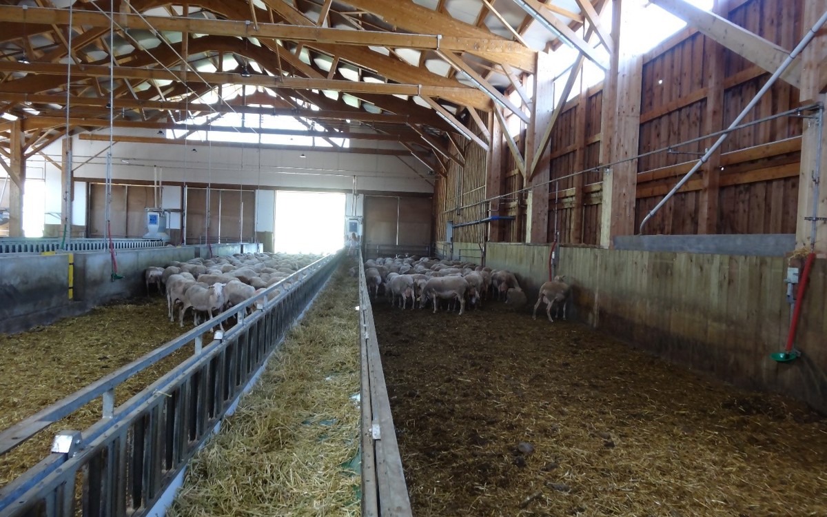 L’énergie verte c’est bien, avec le bien-être animal c’est encore mieux