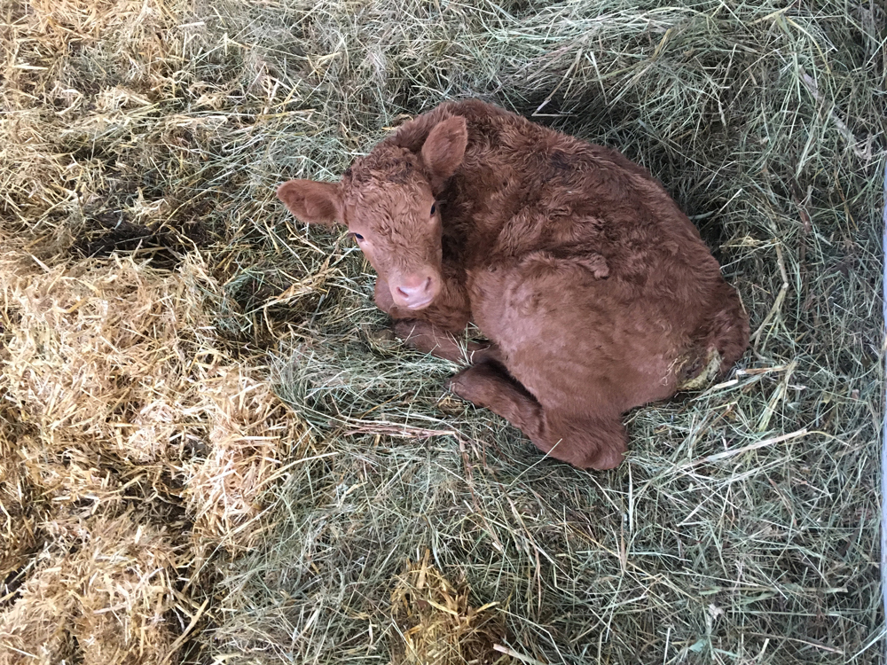 En chantier ! Bâtiment agricole avec plaques ondulées et solution d’éclairage naturel