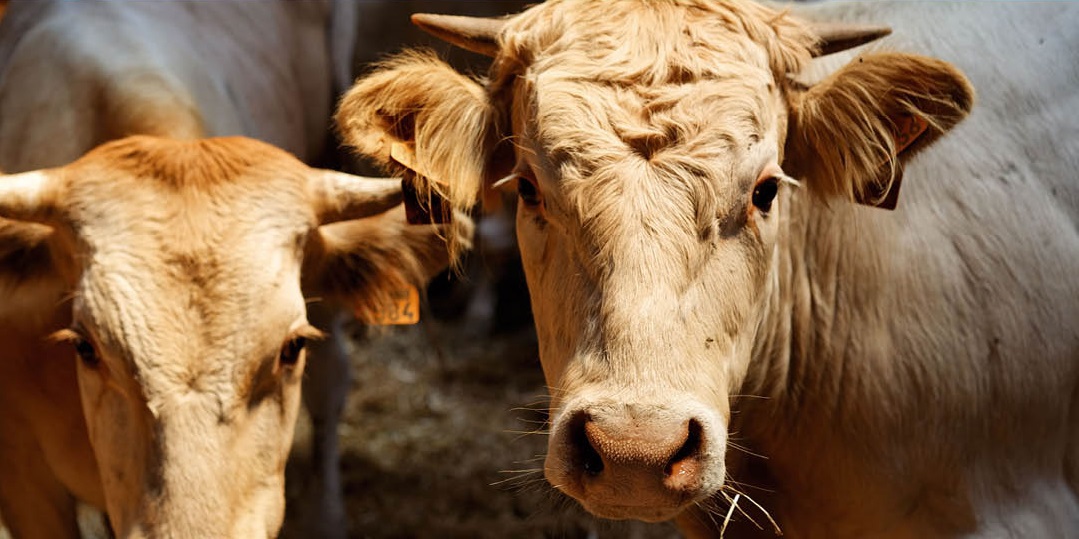 Toiture Agricole en Fibres-ciment ou bac acier : 8 raisons de ne plus hésiter 