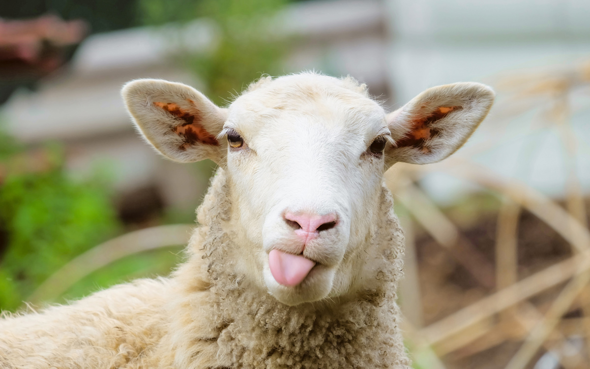 Le bien-être animal c’est quoi ?