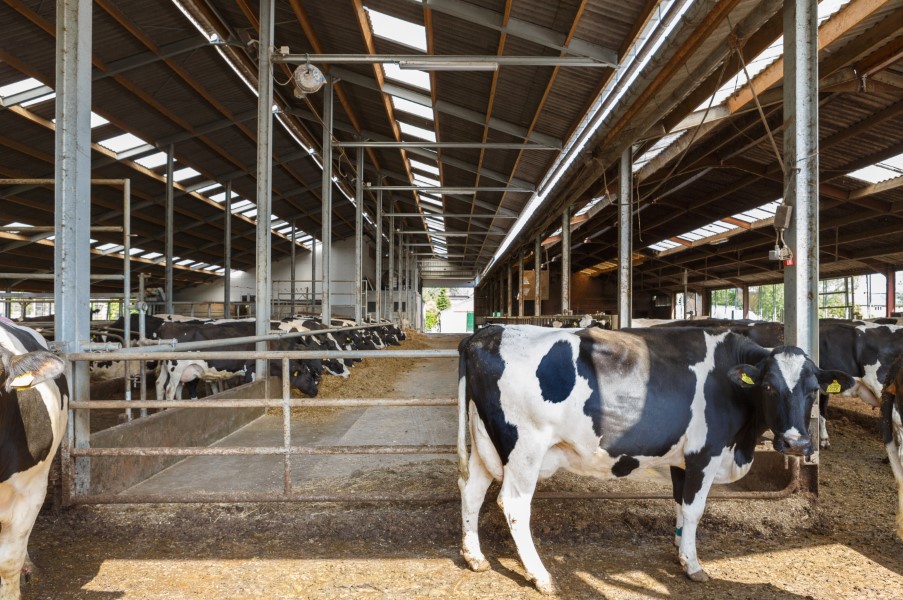 Hoe daken van stallen het dierenwelzijn bevorderen