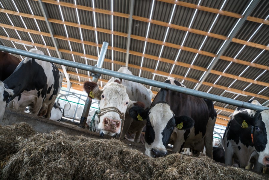 Hoe daken van stallen het dierenwelzijn bevorderen