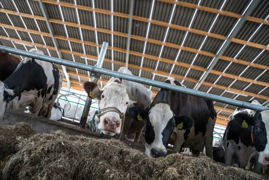 Comment les toitures agricoles peuvent optimiser le bien-être des animaux