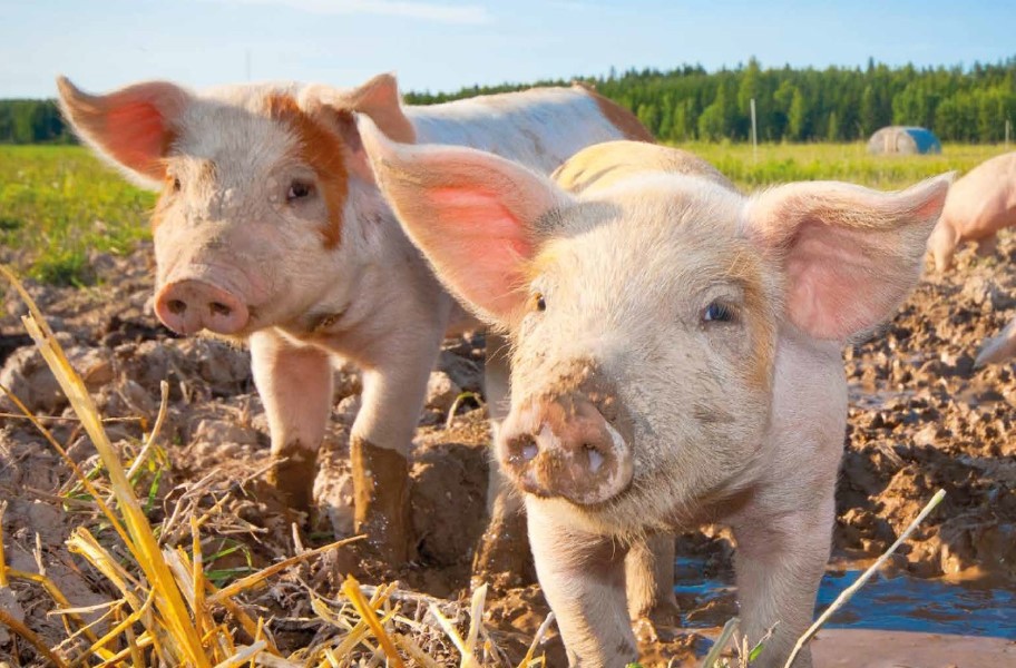 Hoe daken van stallen het dierenwelzijn bevorderen