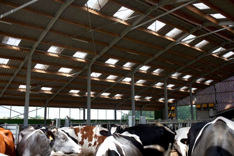 Hoe daken van stallen het dierenwelzijn bevorderen