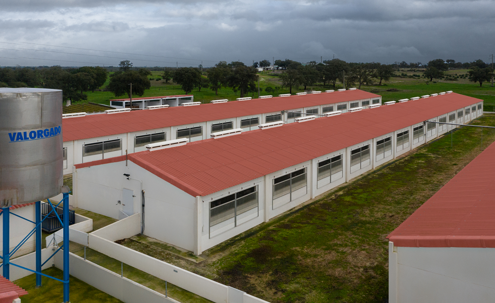 Como pode a cobertura agrícola contribuir para a maximização do bem-estar animal