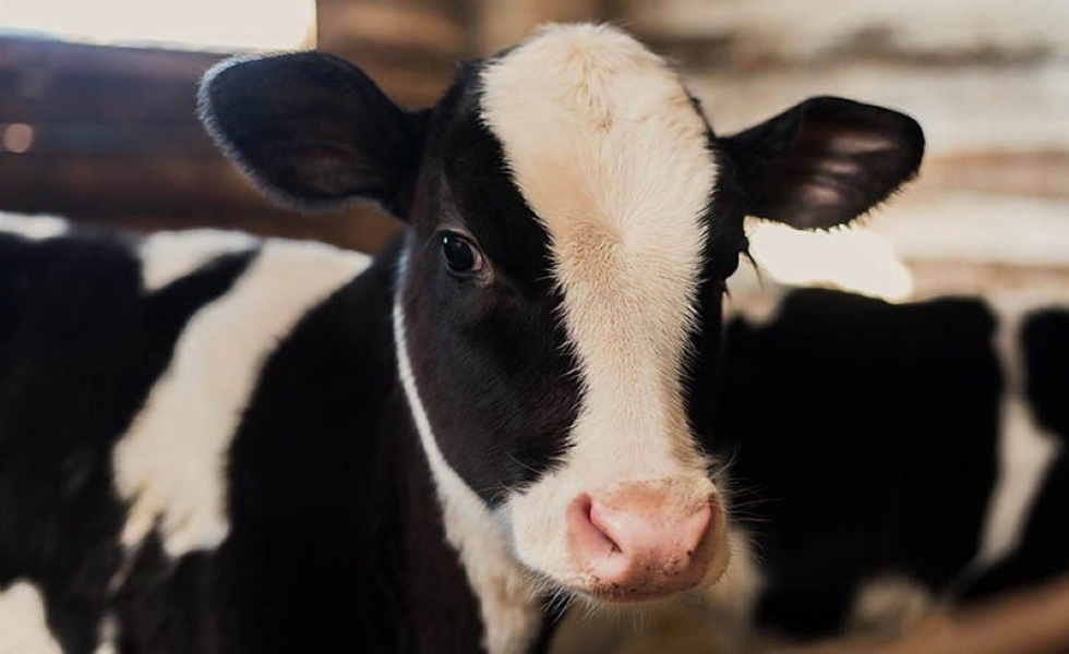 Verhoog het welzijn van je dieren met een optimale huisvesting 