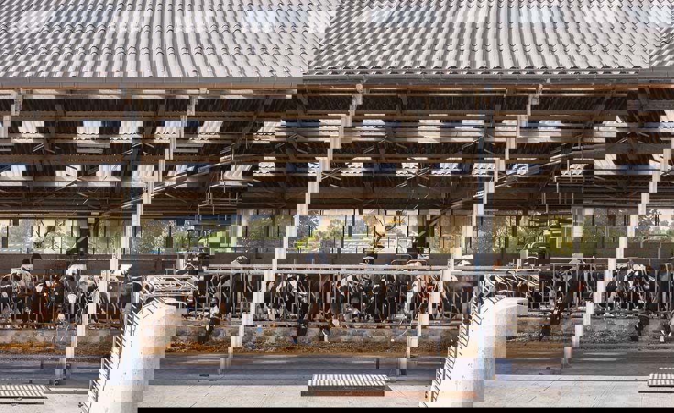 Why choose Euronit fibre cement sheets for your farm roofs?