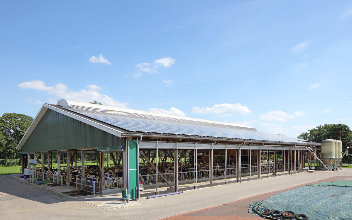 Milchvieh Stall Dacheindeckung Eternit Wellplatten