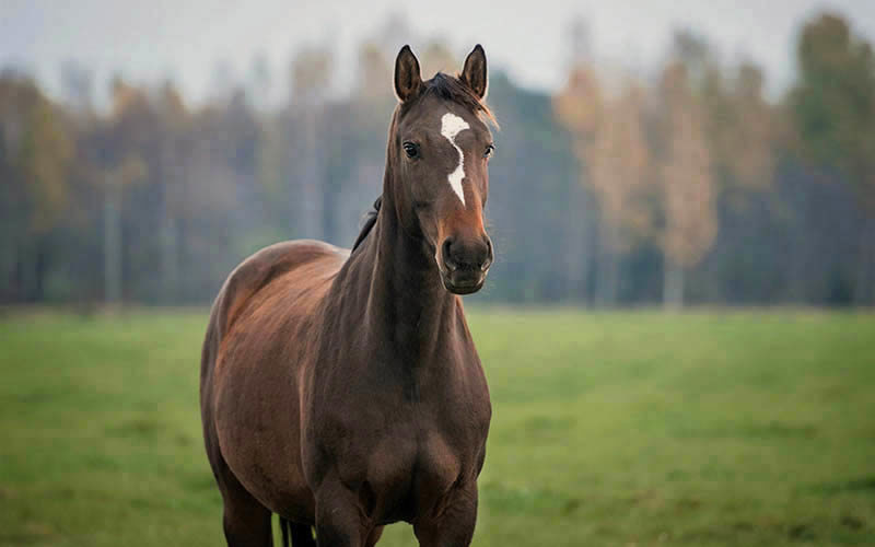 Bruin en zwart paard samen staand in een veld, ideaal voor paardenstal omgevingen.