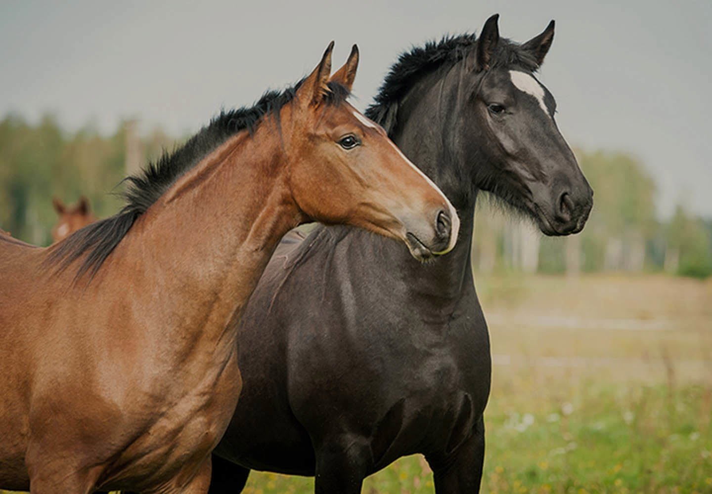 Twee aanhankelijke paarden die knuffelen in een zonnige weide nabij een stal met een vezelcement dak, belichamen de landelijke rust.
