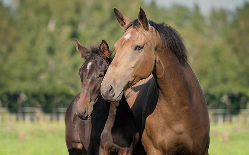 Twee aanhankelijke paarden die knuffelen in een zonnige weide nabij een stal met een vezelcement dak, belichamen de landelijke rust.